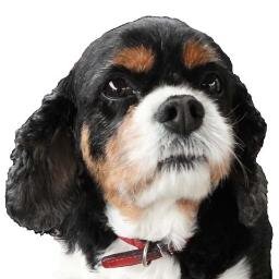 King Charles Spaniel is my Breed, Ollie is My Name.
14 years young and people still think I'm a Puppy, Thanks Mum!
#foodhound
My GF @molly_pooch