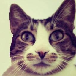 Arruffo il pelo quando qualcosa non mi piace