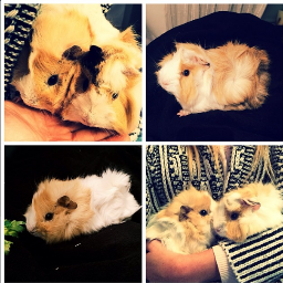 SPECIAL for ZOE (zoella) @zozeebo  http://t.co/8rJNtSF8Sm Pippin & Percy {follow=fb}