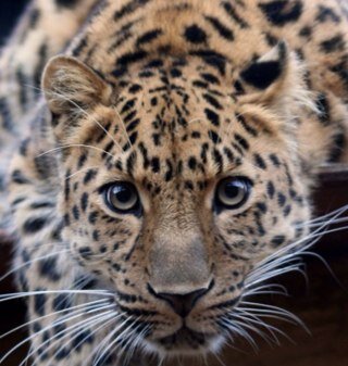 _sssssus's profile picture. Reconstruido