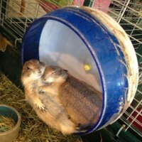 sachi (@sachisawada) 's Twitter Profile