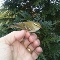 Leo Hassing (@leohassing46) 's Twitter Profile Photo