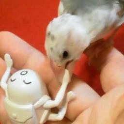 こちらはお取引用垢のためお返事に時間がかかる場合があります。成人済。譲渡はゆうちょ。鳥と犬を飼っていますがグッズ類を保管している部屋には上げていません。近侍は厚藤四郎。初期刀は陸奥守。Fごは以蔵さん。若手俳優さんも応援していますがライト層です。稀に友人の推しを求める場合がございます。よろしくお願いします。