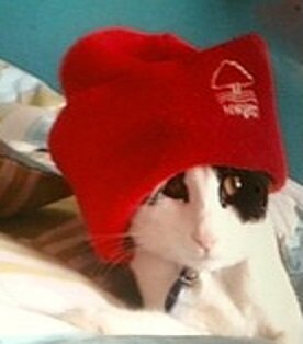 samtheforestcat's profile picture. Shot on xmas day and now gone to play with santa in heaven.:)  love u mum n boys n love  Nottm Forest and all things small and furry.I have a fondness for meaty