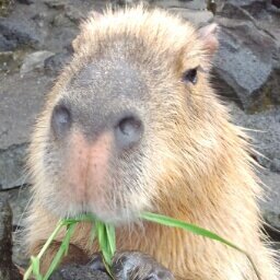 カピバラの写真を見つけたら即ファボってニヤニヤ眺めるカピバラ愛で用垢です。たまにドラマの実況も。お笑い賞レースの時はうるさいです。