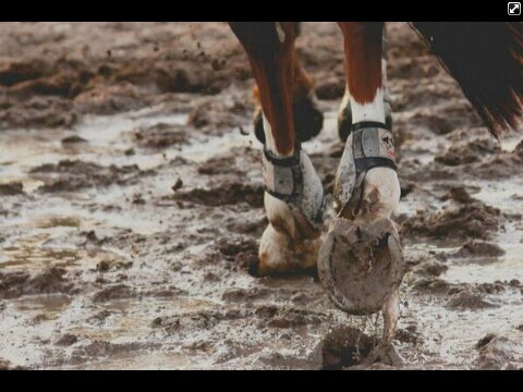 how do you adult and horse at the same time?