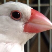 文鳥bot (@bun_cho_bot) 's Twitter Profile