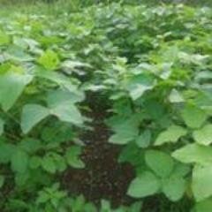 nihta_ita's profile picture. 