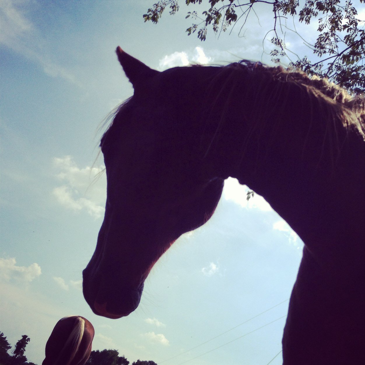 Theres something about the outside of a horse that is good for the inside of a woman. ∞Jesus is my savior∞ |@makkloves_louis is my twitter twin| began on 1-3-14