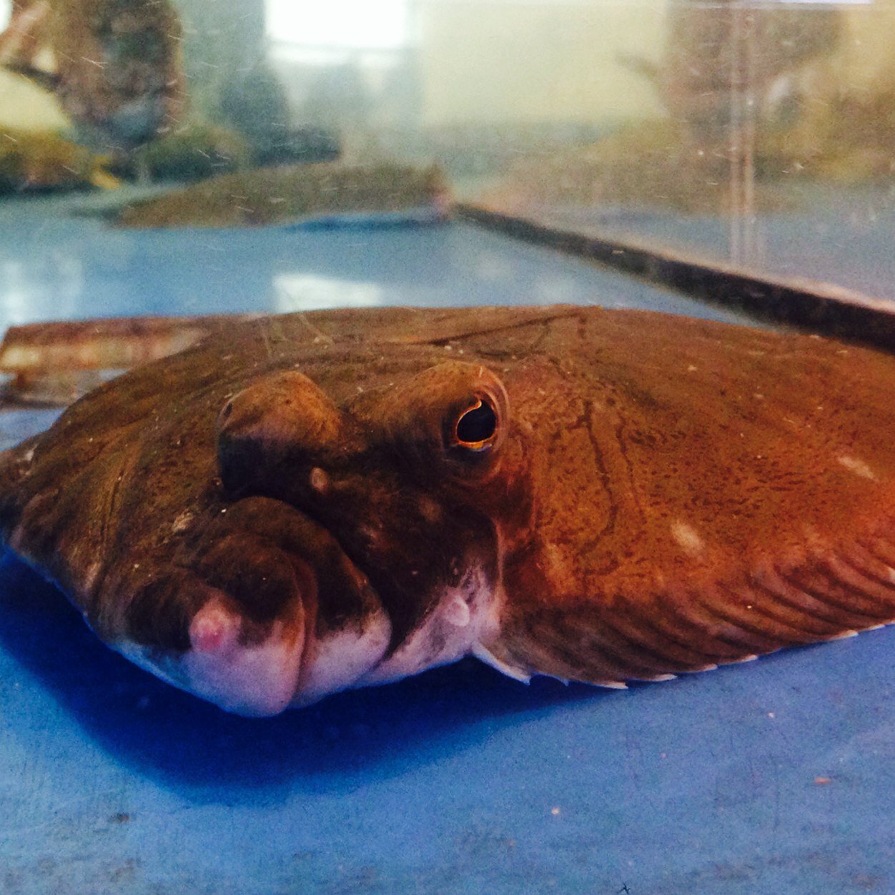 tomotch's profile picture. 鯨刺食べたい