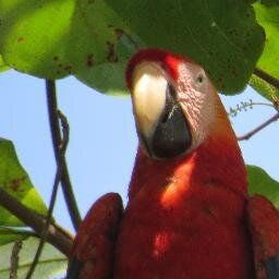 ssowajm's profile picture. 💖Osa Peninsula. Costa Rican life.
👉👉https://t.co/JAXT9qlE25👈👈
☞Naturopathic. Holistic. Self Sufficiency.
Investments. Independant of political ideals.