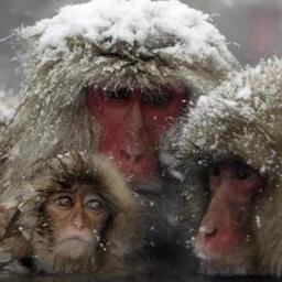 CarlosMillanA's profile picture. Ingeniero de Telecomunicaciones.Experto en Geocomunicaciones, Exocomunicaciones, Exopolítica Universal y experto en Naranjas Valencianas.