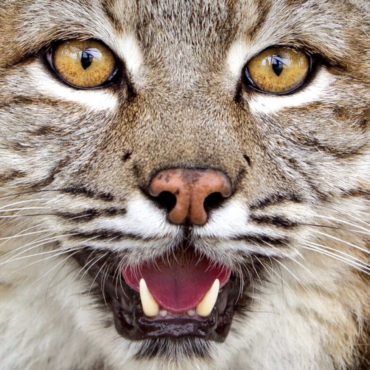 I love animals i just love seeing all diffrent kinds of animals and pets and wild please follow me if you are a animal lover too!#toocuteanimals