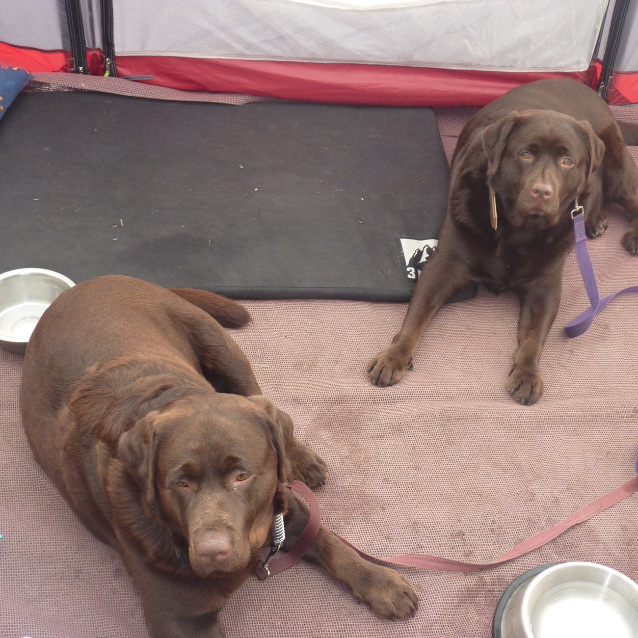 Paws Control Dog Training Barnstaple Devon Barnstaple Paws Control Dog Training Barnstaple Devon Barnstaple