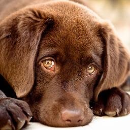 TodaysPetPub's profile picture. Publisher of Pet related magazines, books, journals, etc. Dogs. Cats.