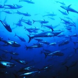 World Maritime Network, private company specialized in fisheries consultancy