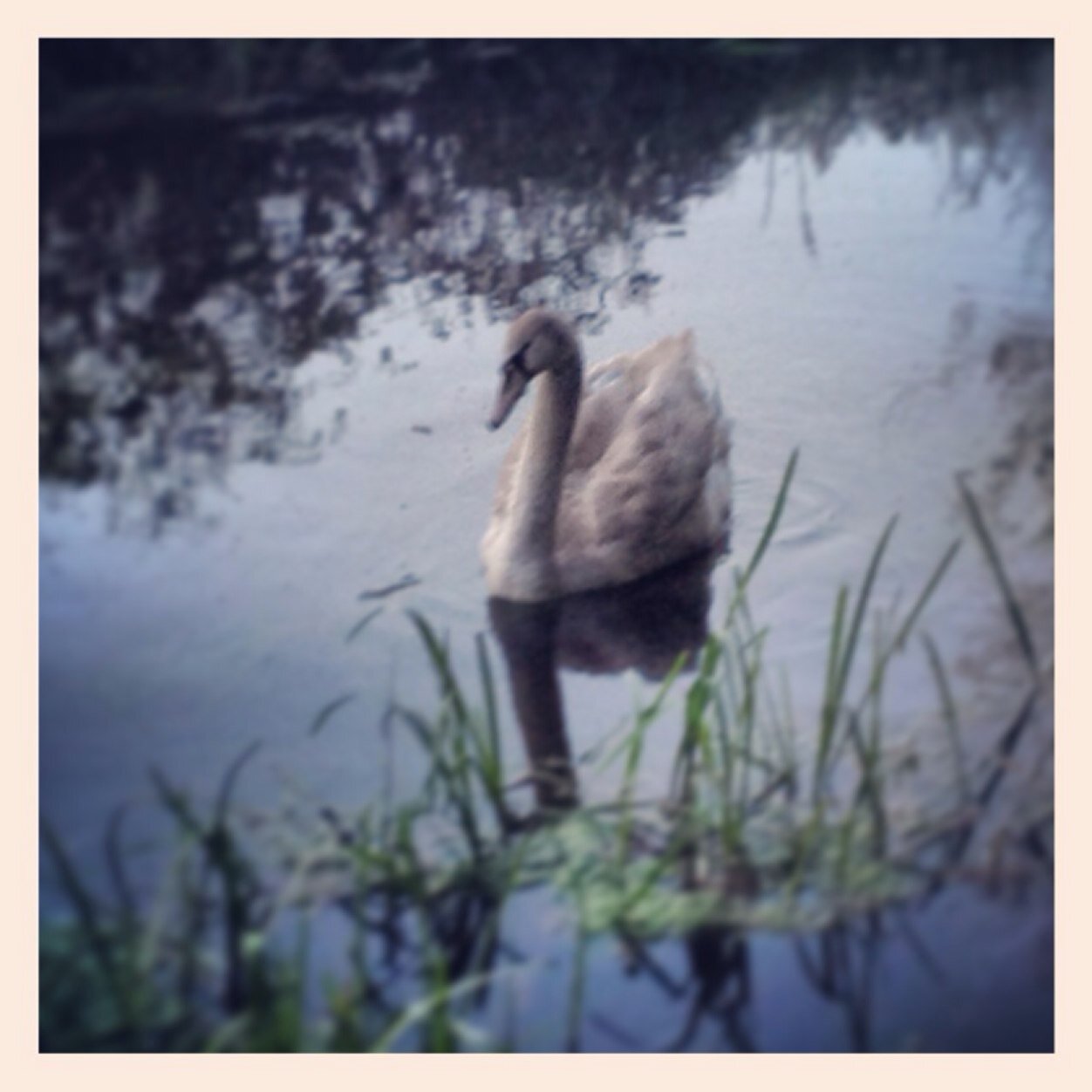 Just a guy with a wildlife camera in the garden ;)