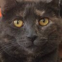 Pam Voss - @pam_voss - Twitter