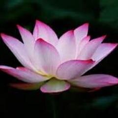 QuestOfHumanity's profile picture. • C o m m u n i t y ―  ⊱https://t.co/LN4AflBl9F