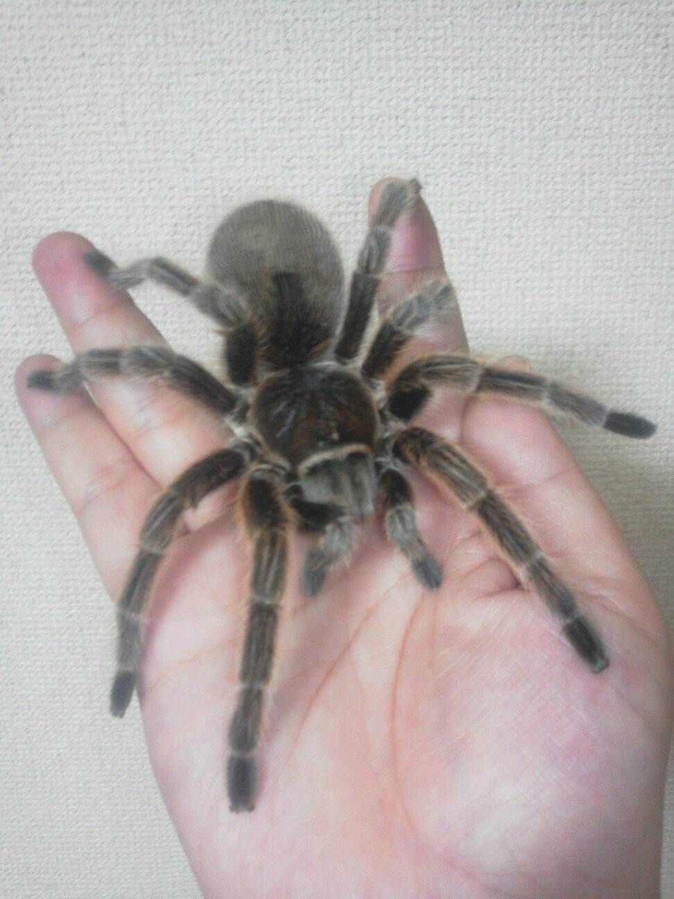 横浜在住。蛇、トカゲ、蜘蛛、蛙、犬が好き💖アイコンはうちの子です❤️タトゥー、ボディピありのスプリットタンで真面目な企業の研究職🧪歌舞伎大好き💕高麗屋贔屓🎵洋の東西問わず音楽が好き♪LIVEは国内と近場の海外はよく行きます故、音楽好きはよしなに。 無言フォロー歓迎♬フォロバします👍愛称 :コ様。コタマ。