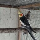 Patrick Konz - @valk1969 - Twitter