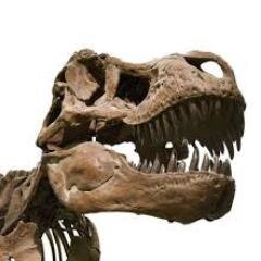 Dinosaur