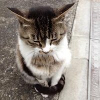 倉本さおり (@kuramotosaori) Twitter profile photo