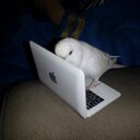 Stephen Ridgway - @lemonardo - Twitter