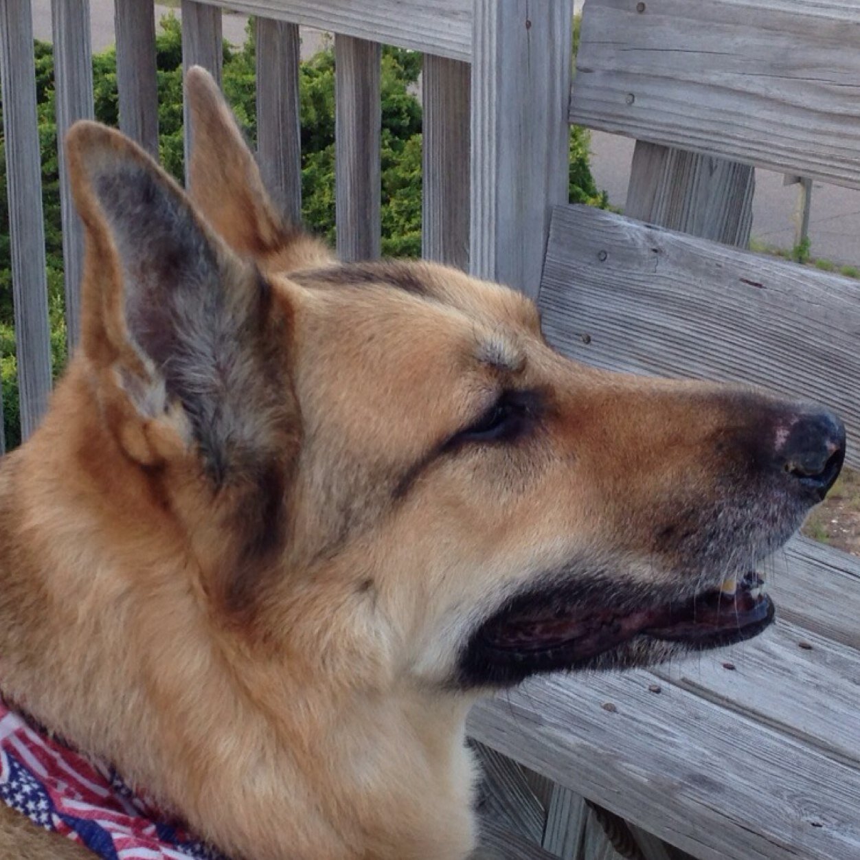 old_coot_alive's profile picture. 