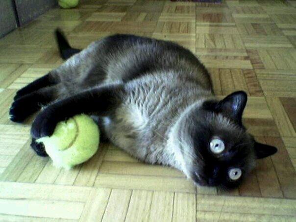 anagonzcutty's profile picture. 