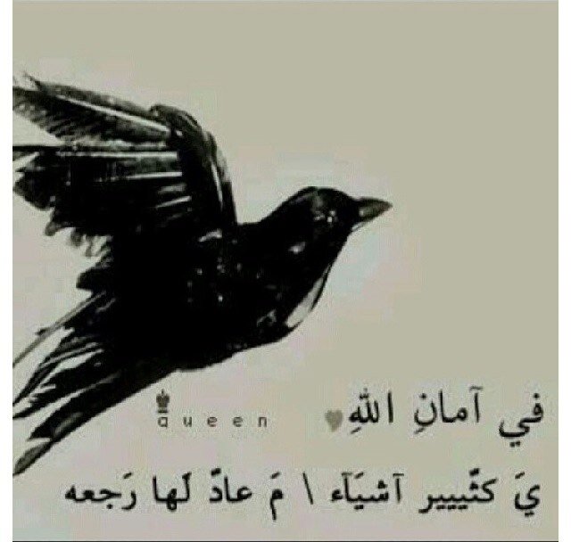 شمالية وطبعي جنوبي