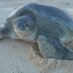 Just Sea Turtles (@JustSeaTurtles) Twitter profile photo