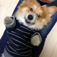 がぶり (@nakakubo_s) 's Twitter Profile