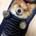 がぶり (@nakakubo_s) Twitter profile photo