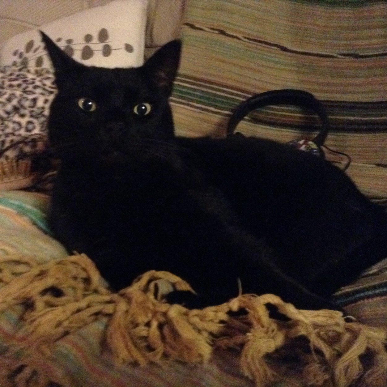 je suis un chat je suis une panthère vas-y devine je t'en prie