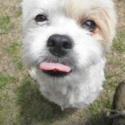 oooBettyBlueooo's profile picture. Gamilaraay |Living on Ngarigo land |Country mouse |Nerd |Treasure Hunter |Video Editor ABC News Northbourne & Canberra Press Gallery |