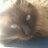 Jess_SanMames's profile image