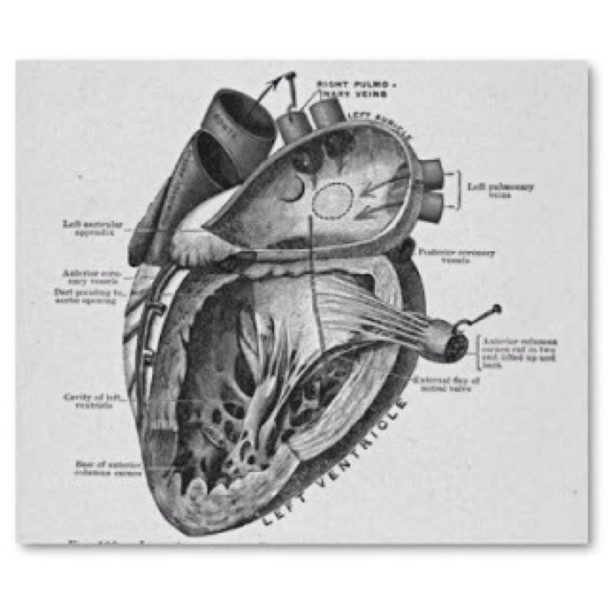 a bleeding heart, gushing shades of grey #illhueminati