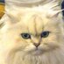 ãã¡ã±ãŒã»ã¬ãããŽãŒã«ãã¢ãâš (@orionjoto) Twitter profile photo ãã¡ã±ãŒã»ã¬ãããŽãŒã«ãã¢ãâš (@orionjoto) Twitter profile photo