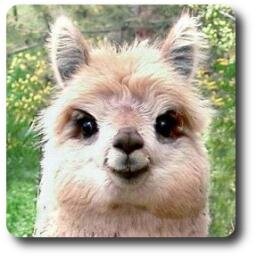 LanguageLlama's profile picture. Language Llama Loves Languages!  And collects language-related news and stories.