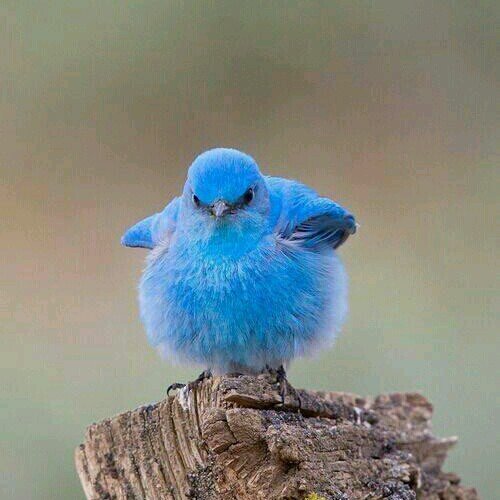 ‏‏‏‏‏‏بعضنا كالحبر وبعضنا كالورق... 
فلولا سواد بعضنا لكان البياض أصم، ولولا بياض بعضنا لكان السواد أعمى.