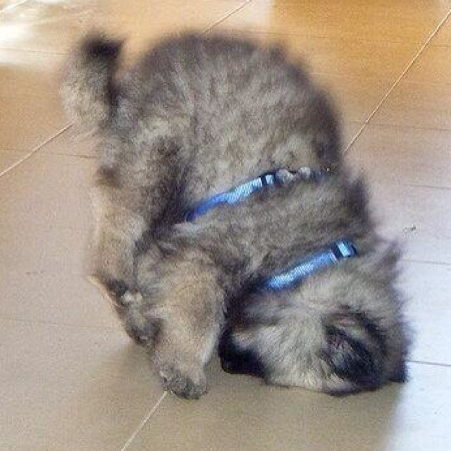 SillyActiveness's profile picture. •Coming soon.• |RP/Male/Owner free/GSD|