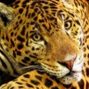 Nancy Lion-Storm - @nancy_storm - Twitter