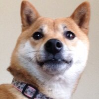 Raymond White Jr. (@qr_dog) 's Twitter Profile Photo Raymond White Jr. (@qr_dog) 's Twitter Profile Photo