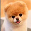 Tan Ann Qi - @waffles3831 - Twitter