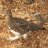tsune1783's profile image