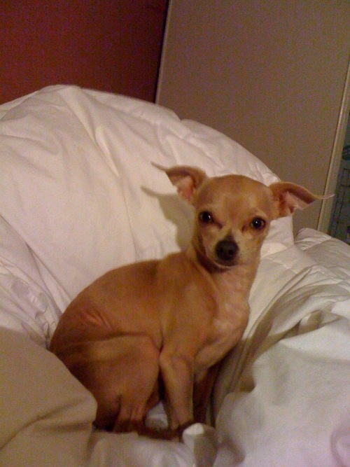 TheNibblor's profile picture. i am a 4 year old male applehead chihuahua