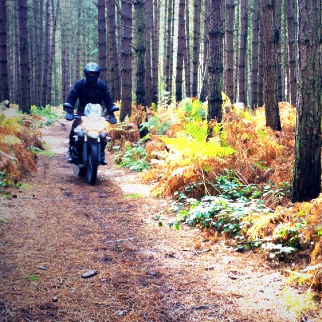 SandyDodgers's profile picture. 