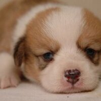 犬海 (@t_inuumi) 's Twitter Profile