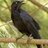 corvus_vincit's profile image